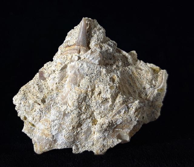 cf. Araloselachus cuspidatus (AGASSIZ 1843) - Bild © FossNet FossilienStore